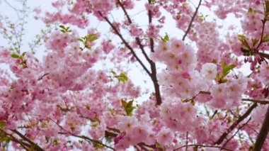 4K 'de pembe çiçekli ağaç yavaş çekimde. Sakura yaprakları rüzgarda sallanıyor, kiraz çiçekleri açıyor. Güzel pembe çiçekler. Kiraz çiçekleri