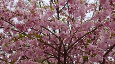 Sakura yaprakları rüzgarda sallanıyor, sakura ağaçları çiçek açıyor. Güzel pembe çiçekler. Kiraz çiçekleri