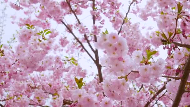 Ein Baum Mit Rosa Blüten Mit Kamerafahrten Sakura Blätter Wiegen — Stockvideo