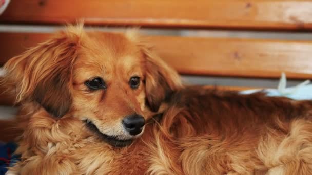 Pet Dog Resting Wooden Bench Beautiful Ginger Dog Portrait Dog — Stock Video