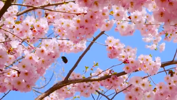 Bumblebee Poliniza Las Flores Sakura Hermoso Fondo Naturaleza Sakura Floreciente — Vídeo de stock