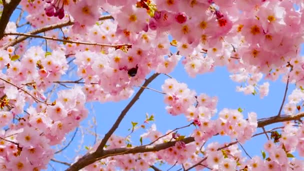 Άνοιξη Άνθιση Ροζ Λουλούδια Ένα Κλαδί Στον Ουρανό Bumblebee Επικονιάζει — Αρχείο Βίντεο
