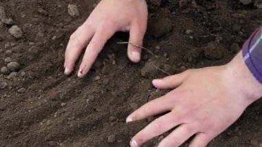 The farmer checks the soil for growing vegetables, checking the soil, analyzing the fertilization of the land, the farmer checking the condition of the land for gardening. Rural area for cultivation