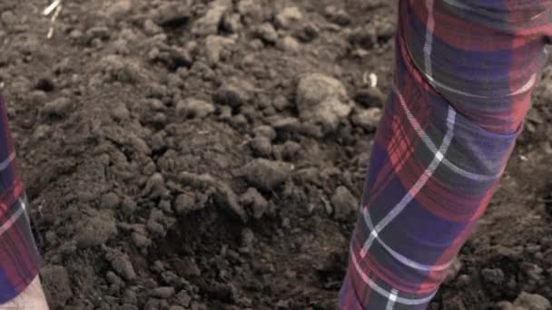 Ein Landwirt Überprüft Den Zustand Des Bodens Für Die Gartenarbeit — Stockvideo