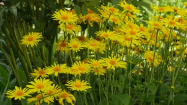 Spring daisies with yellow petals. Beautiful yellow flowers in the garden, flowers sway in the wind