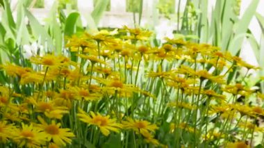 Chamomile flowers with yellow petals close-up. Beautiful yellow flowers in the garden, flowers swaying in the wind