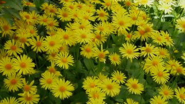 Beautiful natural daisies in the garden. Flowers with yellow petals