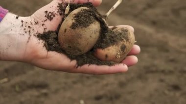Farmer holds potatoes in hand, farming. product from potatoes, hands and potatoes with soil stains. The concept of organic products, growing vegetables, vegetarians, natural pure