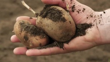 The farmer holds the harvested potatoes in his hand, farming. a product made of potatoes, hands and potatoes with soil stains. The concept of organic products, growing vegetables, vegetarians, natural cleaning products