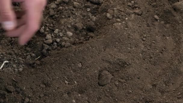 Culture Des Terres Agriculteur Vérifie Sol Pour Culture Légumes Contrôle — Video