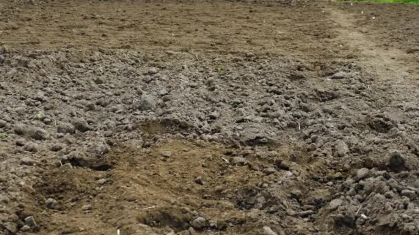 Farmer Csizmában Jár Fekete Földön Mezőgazdaság Járása Mezőgazdasági Termelő Földön — Stock videók