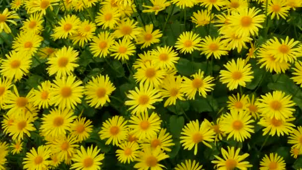 Blommor Skogen Vackra Naturliga Prästkragar Trädgården Blommor Med Gula Kronblad — Stockvideo