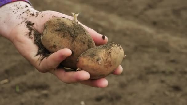 Landbrugeren Demonstrerer Den Høstede Kartoffelhøst Landbrugeren Holder Høstede Kartofler Hånden – Stock-video