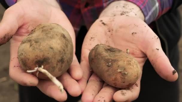 Batatas Cultivadas Colhidas Solo Agricultor Demonstra Colheita Batatas Agricultor Segura — Vídeo de Stock