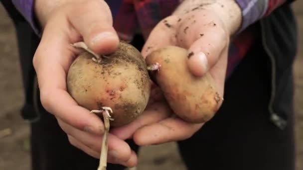 Batatas Colhidas Chão Agricultor Demonstra Colheita Batatas Agricultor Segura Batatas — Vídeo de Stock