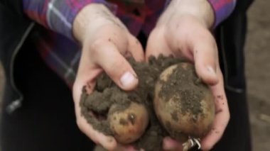Potatoes harvested during harvest in the hands of a farmer. Agriculture, the farmer holds the harvested potatoes in his hands