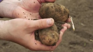 Harvesting potatoes, the farmer holds potatoes in his hands. Agriculture, eco food, bio products concept