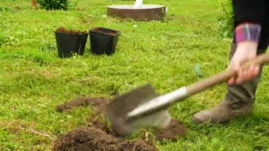 Dig a hole with a shovel. Plant a tree in the garden, a man digs a hole for seedlings. Greening the planet, volunteers are planting trees
