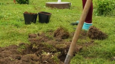 People are planting trees. A farmer digs a hole with a shovel to plant a plant or tree. Dig a hole with a shovel. Plant a tree in the garden, a man digs a seedling hole. Greening the planet, volunteers plant trees.
