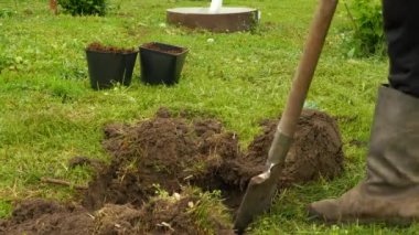 The farmer digs a hole with a shovel to plant a plant or tree. Dig a hole with a shovel. Plant a tree in the garden, a man digs a hole for seedlings. Greening the planet, volunteers are planting trees