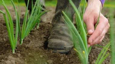 Male in agricultural shoes on a horticultural farm. The farmer grows onions. The farmer checks the condition of the land for the garden. Young sprouts of onions in the garden, bulbs in black soil. Saplings