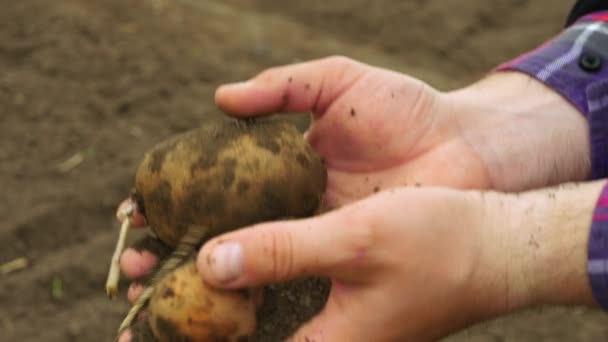 Batata Está Nas Mãos Agricultor Batatas Colhidas Durante Colheita Nas — Vídeo de Stock