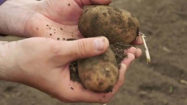 Bei Der Kartoffelernte Hält Der Bauer Kartoffeln Den Händen Landwirtschaft — Stockvideo