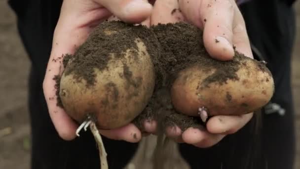 Фермер Демонструє Зібраний Урожай Картоплі Фермер Тримає Руках Зібрану Картоплю — стокове відео