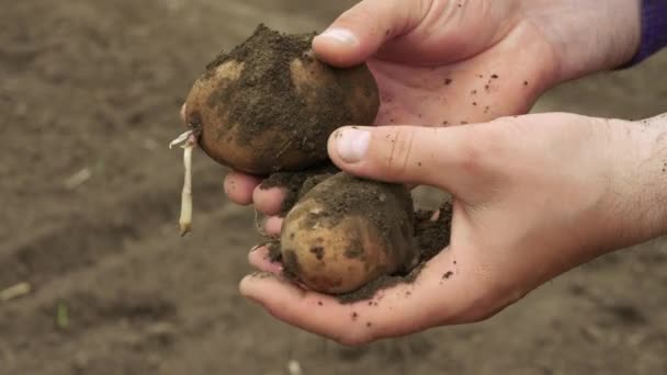 Farmer Picks Potatoes Ground Agriculture Eco Food Bio Products Concept — Stock Video