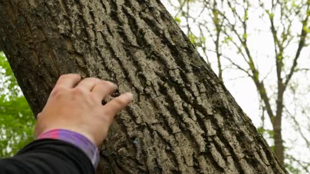 Ein Mann Legt Seine Hand Einen Baum Wald Die Ladung — Stockvideo