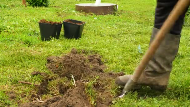 Person Intensively Drips Hole Plant Plant Tree Dig Hole Shovel — Stock Video