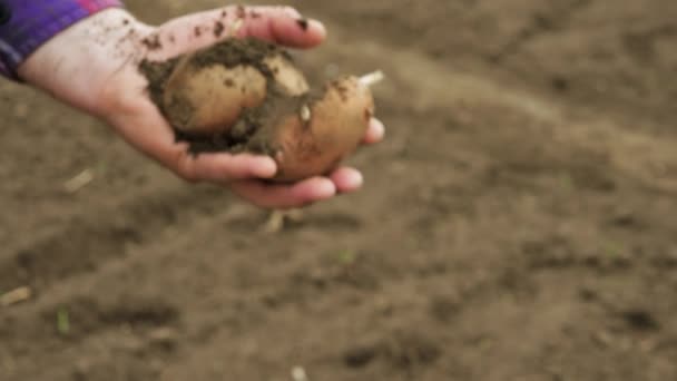 Der Bauer Hält Die Geernteten Kartoffeln Der Hand Der Landwirt — Stockvideo