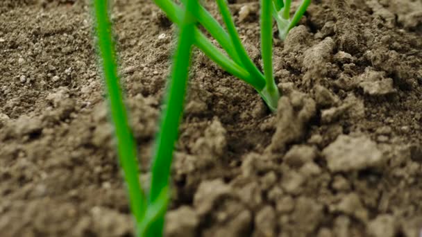 Zwiebelsprossen Gartenbeet Zwiebelzwiebeln Zeitlupe Boden Setzlinge — Stockvideo