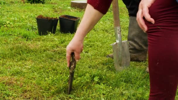 Plant Tree Garden Man Digs Seedling Hole Greening Planet Volunteers — Stock Video