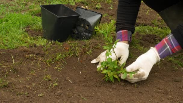 Volenter Está Plantando Árbol Hombre Agricultor Plantando Arándanos Medio Ambiente — Vídeo de stock