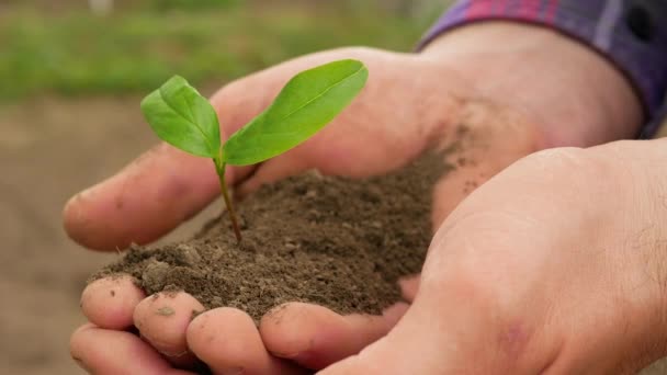 地球を緑化する 農家の手に植物がある 木を育てなさい 農家の手に黒い土を持つ植物 ボランティアが若い木を植え 気候は変わり 農場に苗があります — ストック動画