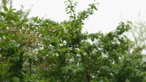 雨滴从树枝上的树叶上滑落下来 樱桃的枝条在雨中开花 樱桃在树枝上起泡 绿樱桃 — 图库视频影像