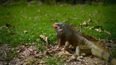  Domates yiyen dev iguana, Galapagos iguanası, büyük iguana.