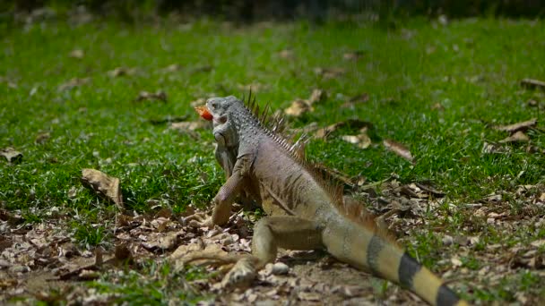 Pomodoro Enorme Mangiare Iguana Galapagos Iguana Grande Iguana — Video Stock