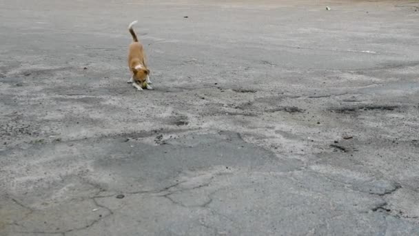 Glada Hund Med Boll Tänderna Hunden Hoppar Leker Med Boll — Stockvideo