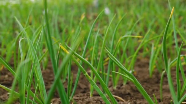 Fiatal Hagymát Termesztenek Kertben Zöldhagymát Ültetnek Mezőgazdaság Zöldségtermesztéshez — Stock videók