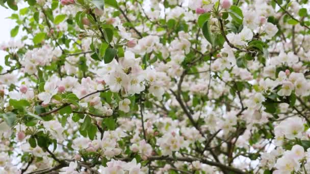 ミツバチは開花するリンゴの木を受粉させます 美しいピンクの葉が咲く リンゴの木の枝 — ストック動画