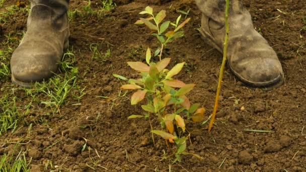 Granjero Está Regando Árbol Joven Árbol Arándano Joven Plantado — Vídeos de Stock