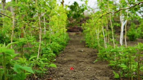 Plantacja Truskawek Kwitnące Truskawki Krzewy Truskawek Uprawnych — Wideo stockowe