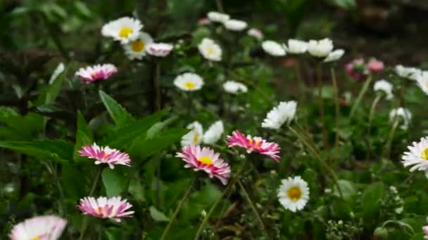 Fleurs Printanières Dans Jardin Belles Marguerites Fleuries — Video