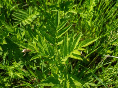 Çiçekli mürver tarlası, yeşil yaban mersini yaprağı.