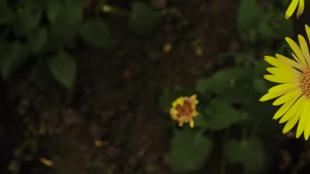 Uma Camomila Amarela Balançando Vento Uma Bela Flor Com Pétalas — Vídeo de Stock