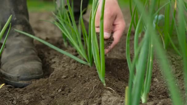 Cebolas Verdes Plantação Cultivando Legumes Agricultor Fertiliza Terra — Vídeo de Stock