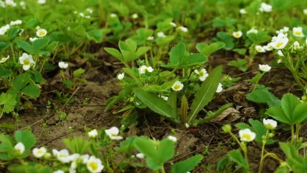 Kvetoucí Jahody Jahodová Plantáž Pěstování Jahod — Stock video