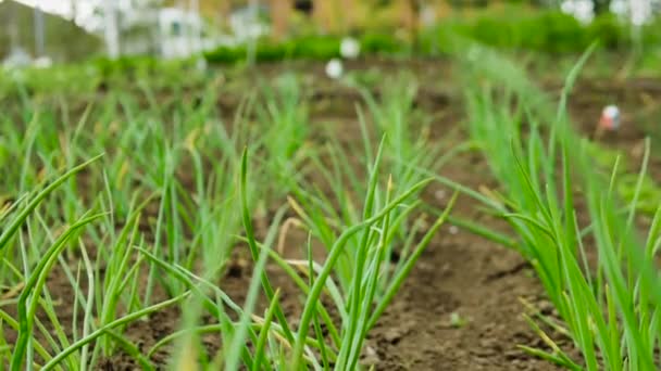 Germes Verts Oignons Dans Jardin Oignons Poussant Dans Sol — Video